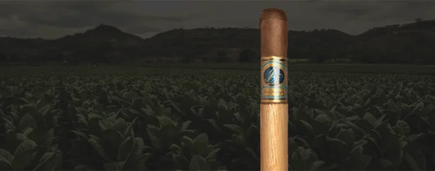 Close-up of a José Dominguez Maduro cigar standing upright in a lush tobacco field with dark, cloudy skies and distant hills in the background. The cigar band features a gold and blue design with the brand name prominently displayed.