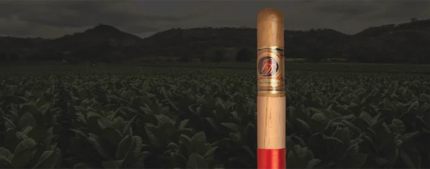 Premium José Dominguez Natural cigar with a golden red band, standing upright in a vibrant tobacco field under moody skies, with rolling hills in the distance. The cigar features a smooth natural wrapper and red ribbon footband, symbolizing craftsmanship and tradition.